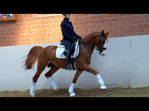 XXL Pony *2018 by Ampere