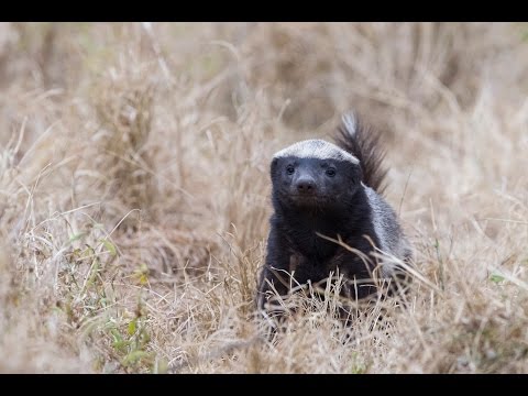 Cool Honey Badger sighting