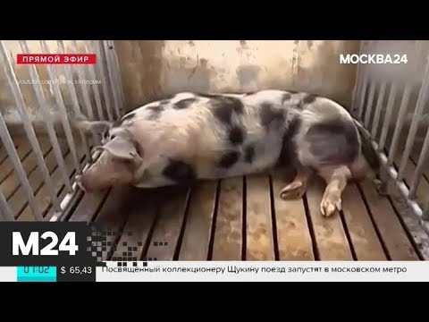 Актуальные новости России и мира за 13 августа - Москва 24