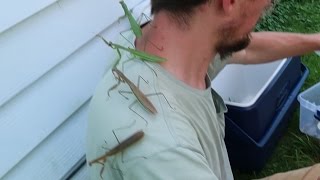 No Tractor? No problem! - Praying Mantis Attack