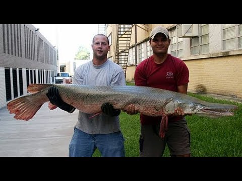 Sea Fish Look Awesome - Most Satisfying Sea Fishing video