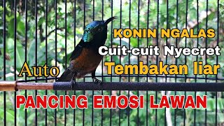 Download lagu 🔴PANCINGAN KONIN GACOR CUIT-CUIT NYECRET NEMBAK AUTO LAWAN EMOSI‼️ mp3 Download lagu 🔴PANCINGAN KONIN GACOR CUIT-CUIT NYECRET NEMBAK AUTO LAWAN EMOSI‼️ mp3
