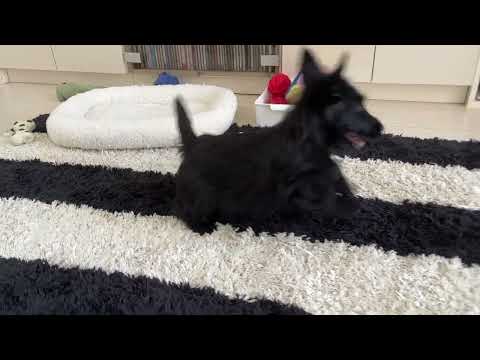 スコティッシュテリア