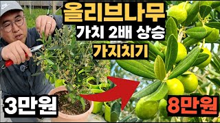 올리브나무 1년만에 2배 비싸게 만드는 가지치기 & 키우는법 총정리