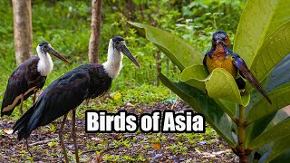 Download the video "Wild Farmlands of Thailand | Birds of Asia"