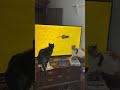 Cat Attack! #😻 #shorts #cat #catvideos #funny #subscribe