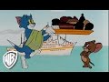 Tom Jerry Calypso Cat