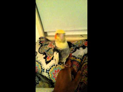 Sweetheart the Cockatiel likes to sing
