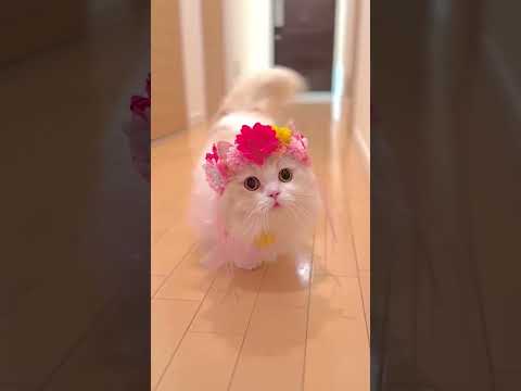 😍 #shortvideo #cat #catlover