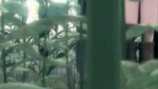 TifaxCloud Butterflies don&#39;t lie