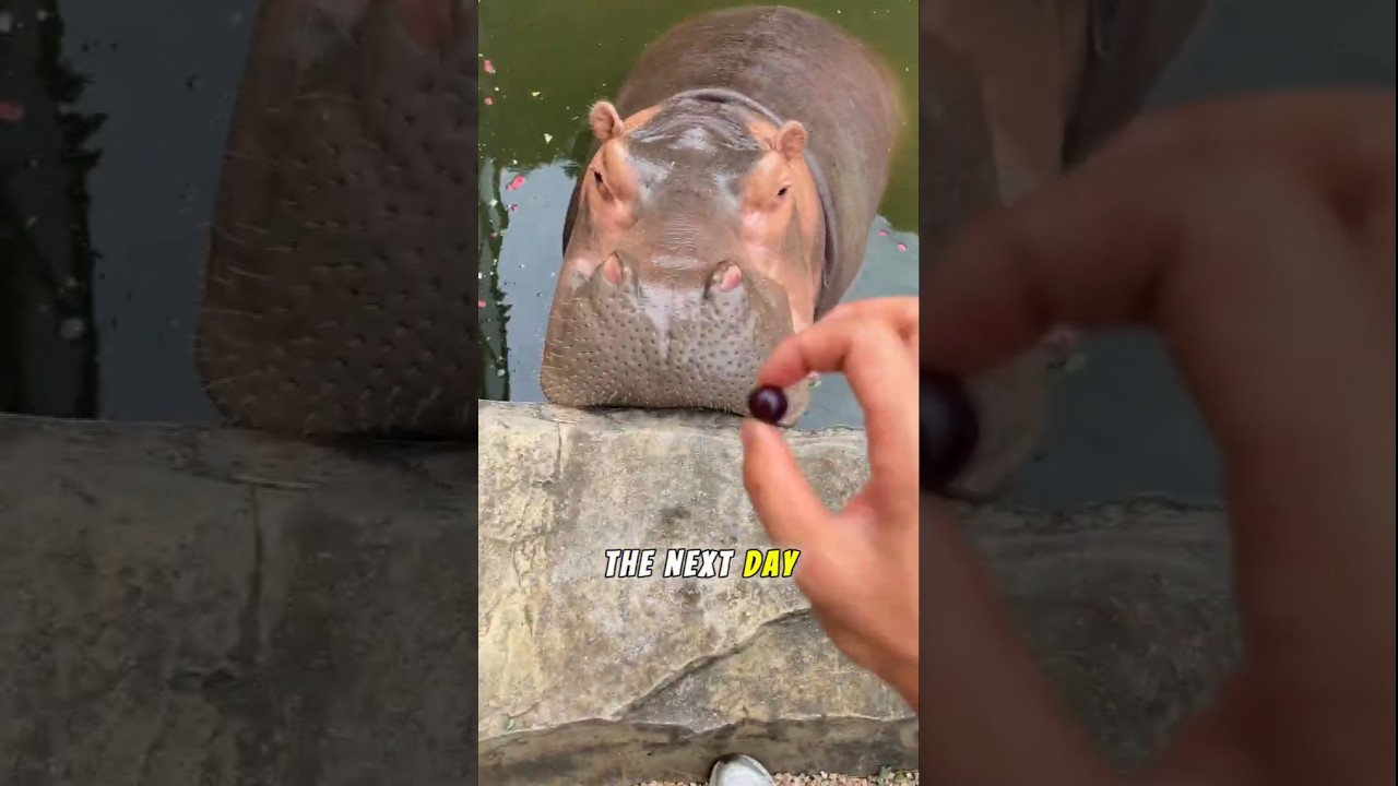 This Hippo Waited for the Watermelon #Shorts