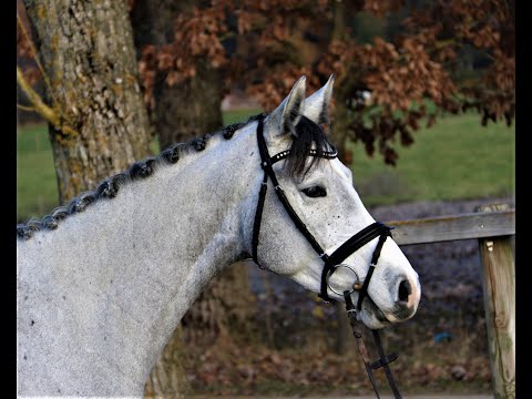 Karamba von Worrenberg, Holst, Stute, 163 cm, Adagio de Talma x Cascari, geb. 2017