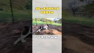 走ると意外と早いワンコ💨 #frenchie #vlog #フレブル #代々木公園 #shorts 　　　　　　 "surprisingly fast dog"