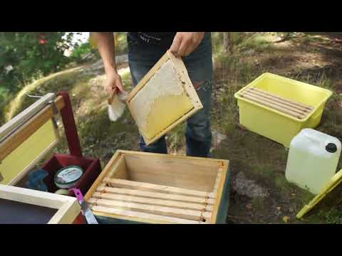 Äntligen honungsskörd - Borttagning av skattlådan