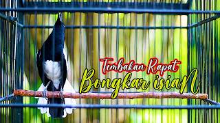 Download lagu KACER BONGKAR ISIAN, PANCINGAN KACER CEPAT NAIKAN EMOSI AGAR NGAMOK mp3