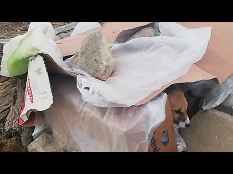 sıcacık evinizde 🏡 otururken hiç aklınıza geliyor mu? sokak hayvanları Arkadaşlar 😥