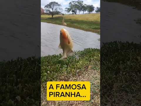 Pescaria no Povoado Maraba em Olho D'água Grande