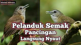 Download lagu Suara Pelanduk Semak Pancingan mp3