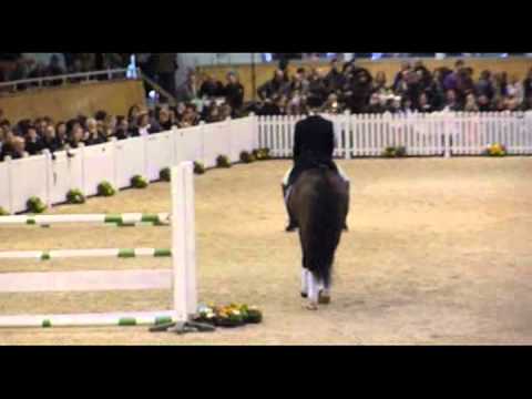 Show Star : Aachen Hengstschau 2011