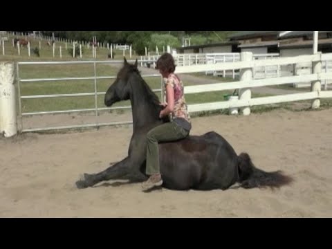 15 Horse tricks and skills. Clicker Training. Liberty groundwork. Bob the horse.