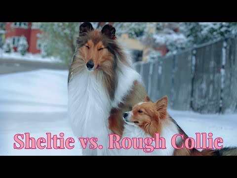 Sheltie vs. Rough Collie
