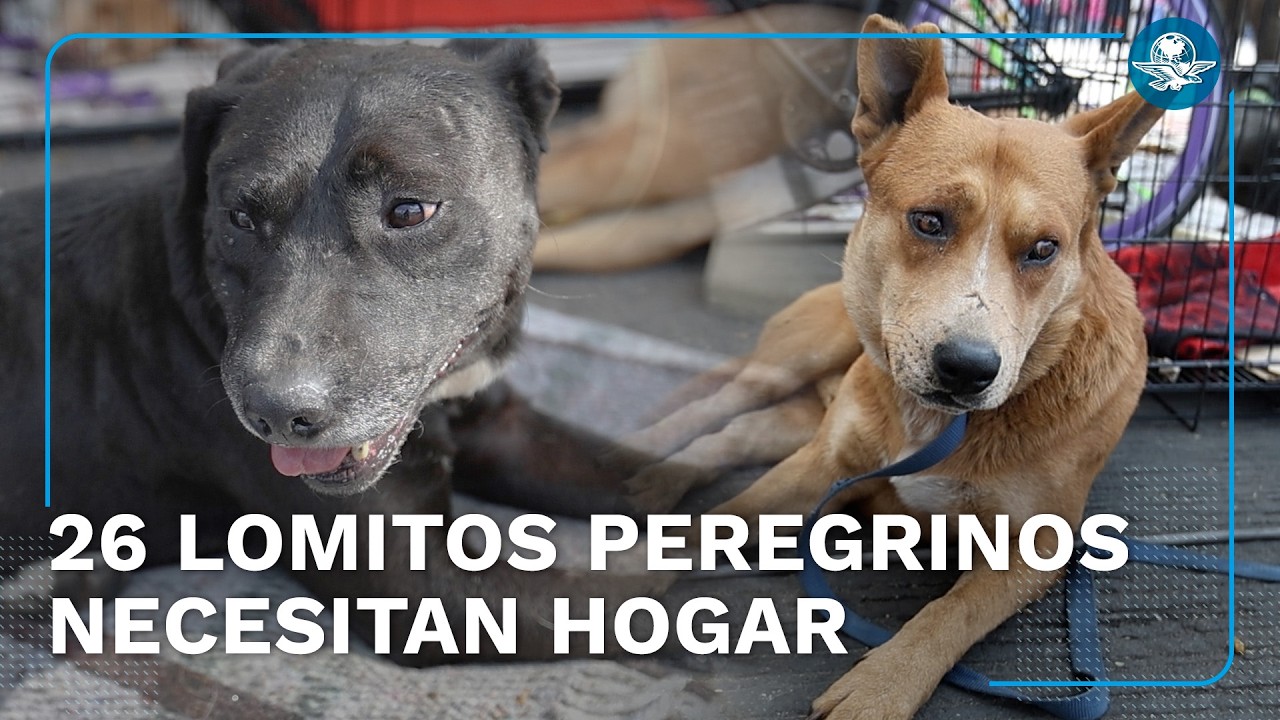 “Negrito”, la perrita peregrina abandonada que fue rescatada camino a la Basílica de Guadalupe