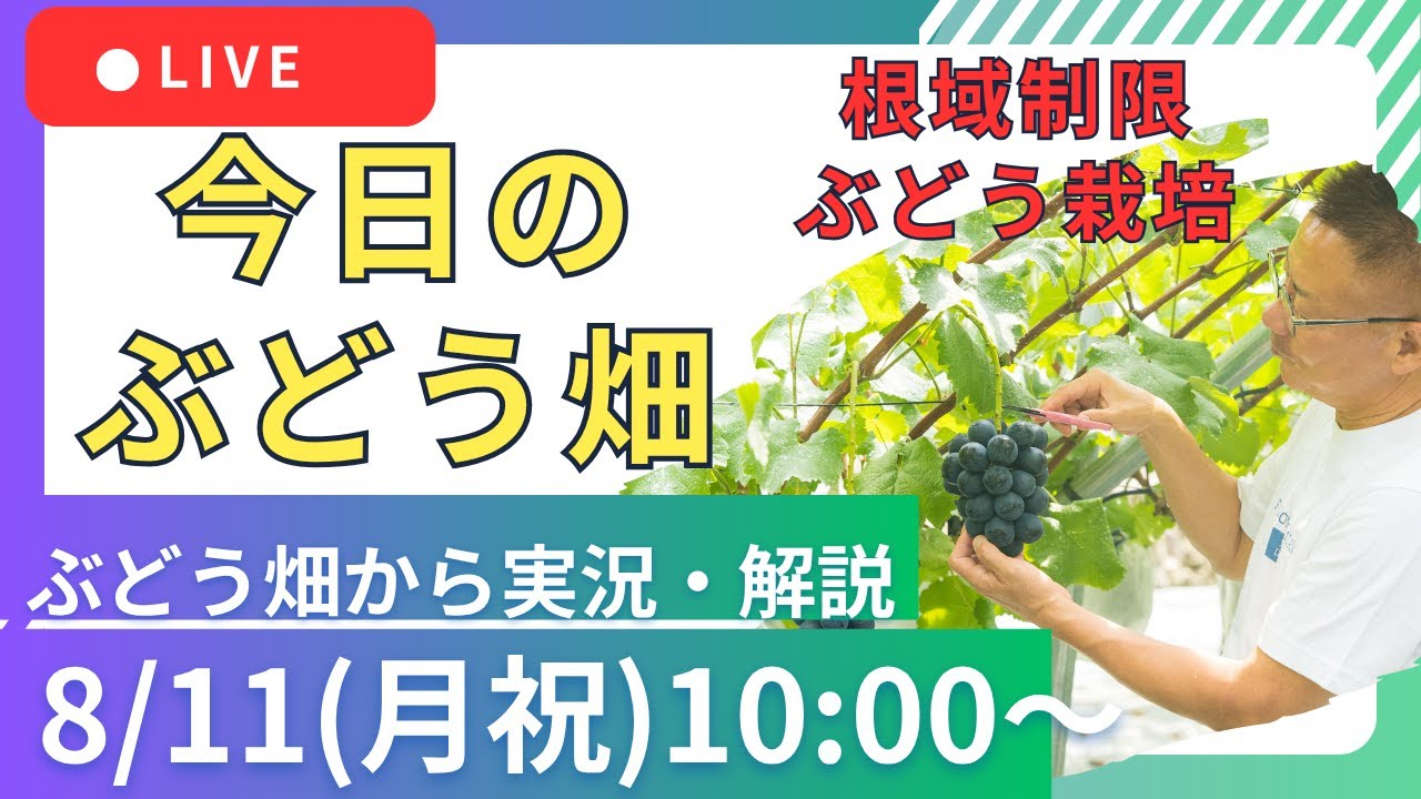 【根域制限栽培 収穫前の適切な枝葉管理】8月11日 オンラインサロン限定ライブ(ぶどうで創るセカンドキャリア)