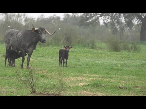 CRÍA de COBRADIEZMOS recién Nacida ¡Menuda Becerra!