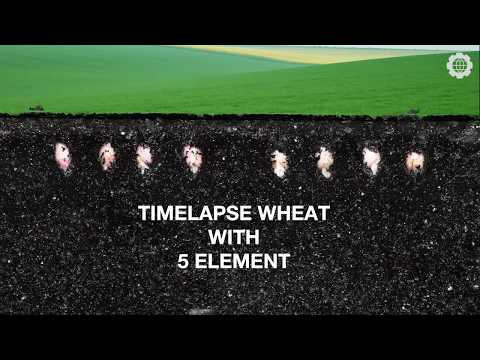 Фото Мы провели в лаборатории эксперимент по выращиванию пшеницы с использованием уникального наноудобрения 
Семь дней непрерывной съемки, более 10000 кадров и вот результат