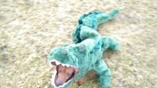 CUTE Miniature Dachshund Dog Gets Eaten by a Killer Alligator