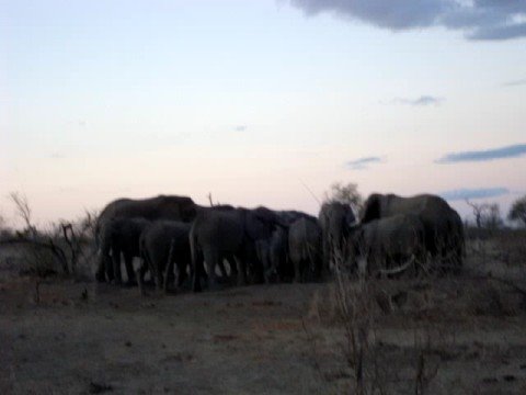 Djuma Elephant herd drinking