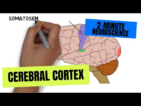 2-Minute Neuroscience: Cerebral Cortex