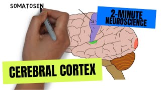 Cerebral Cortex