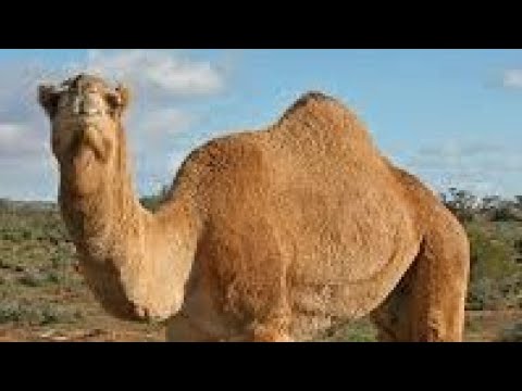 Pse u përmend Deveja në kuran - hoxhë Dr. Elbasan Xani