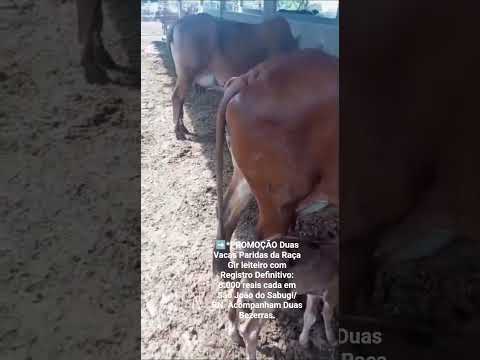 Duas Vacas Paridas da Raça Gir leiteiro RGD: 8.000 reais cada em São João do Sabugi/RN.84 99810 2784