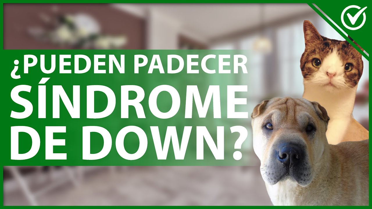 🐅 ¿Es Posible que los Animales Padezcan Síndrome de Down - Enfermedades Caninas 🐅