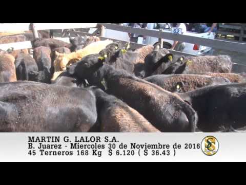 30-11-16 Venta de Invernada - Martin G. Lalor S.A. - B. Juarez.