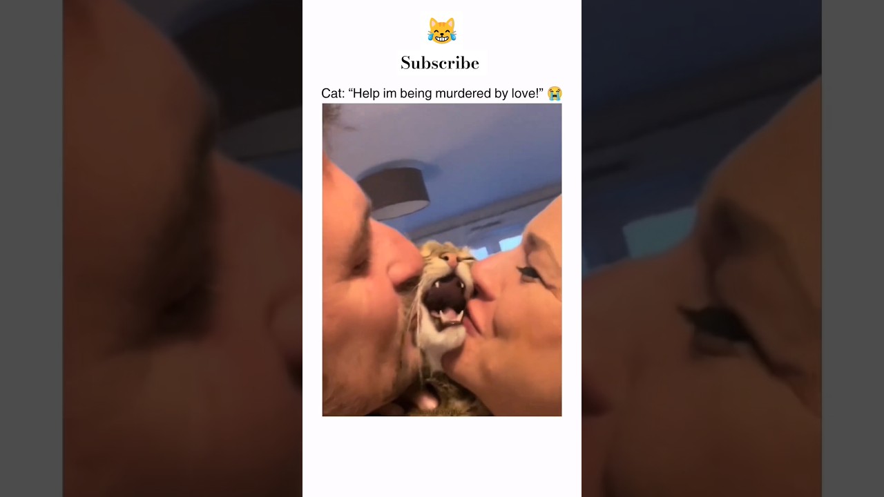 Cat crying while lovers kiss. #lovers #cat #girlfriend #boyfriend #animals