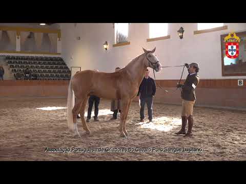 220129 45 Nemo de Cabeção - Aprovação de Garanhões