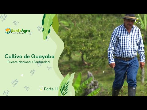 Cultivo de guayaba, Puente Nacional (Santander) parte III - SantiAgro 04/octubre/2023