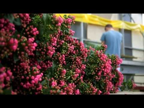 Floweracademy.TV Bouvardia