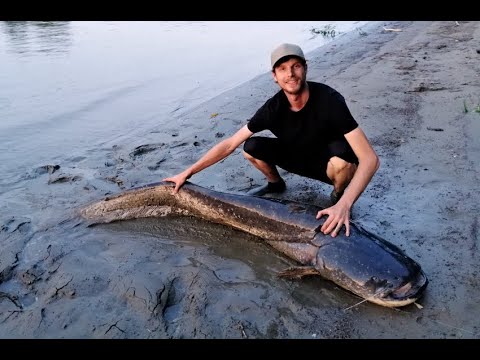 Kétméteres harcsa a Marosból könnyű felszereléssel – részletek a leírásban!