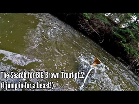 The Search for BIG Brown Trout pt.2 (I jump in for a Beast!)