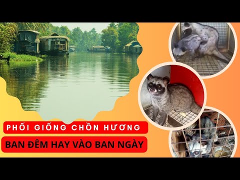 CHỒN HƯƠNG SINH SẢN