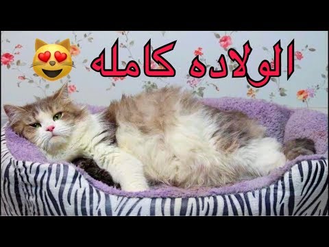 قطه تلد 4 صغار جميله جداً mohamed vlog