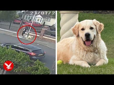 Moment footballer Said Benrahma’s XL bully dogs attack man in street