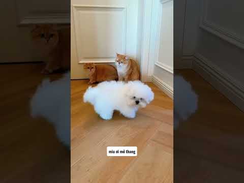 Chú mèo miu miu thông minh biết mở thang máy cho cô chủ #shorts
