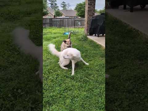 Sedona, an adoptable Great Pyrenees in Sims, NC_image-1