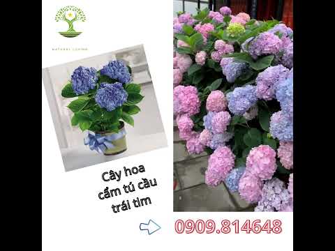 CẨM TÚ CẦU TRÁI TIM