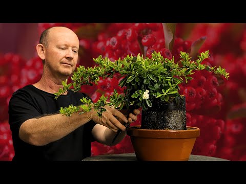 Pyracantha Bonsai Stock Layering: Firethorn Gets New Roots